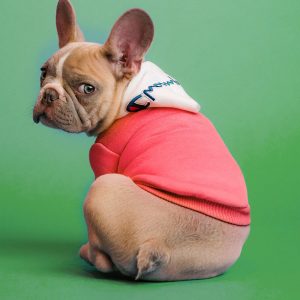 狗流鼻水的原因，如何预防、治疗狗狗流鼻涕？