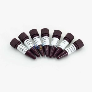 高保真DNA聚合酶全解析：为什么你的克隆实验需要它